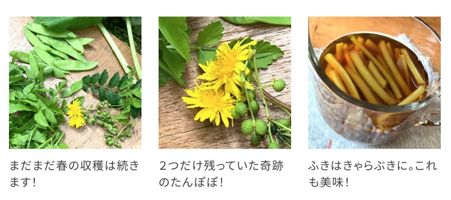 せりとたんぽぽの天ぷら