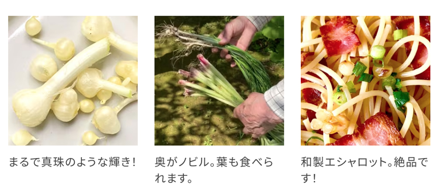 野蒜とベーコンのパスタ