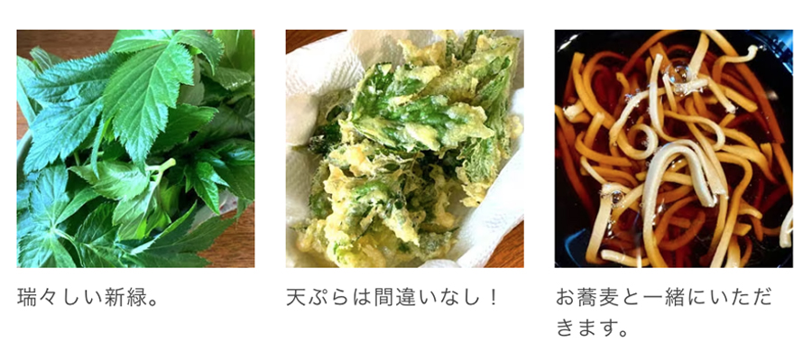 明日葉のおひたし