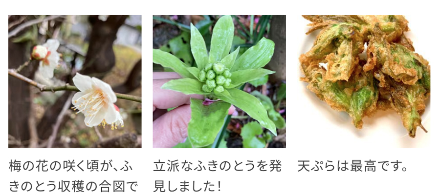 ふきのとう