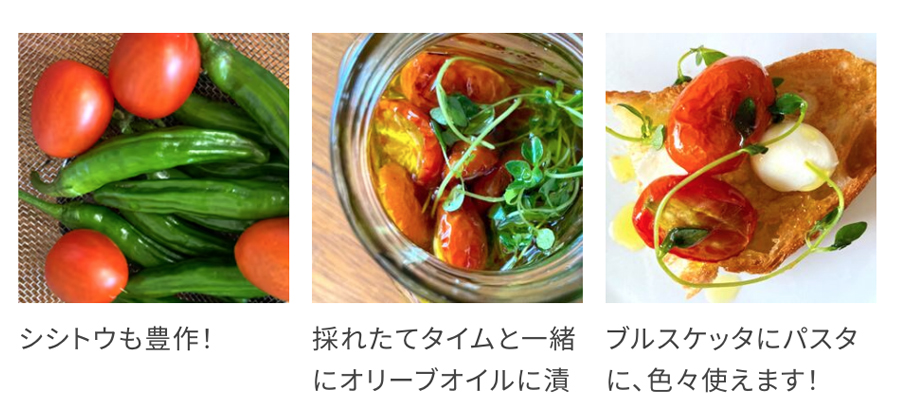 セミドライトマト