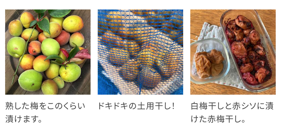 減塩はちみつ梅干し