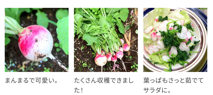 ラディッシュのソテー