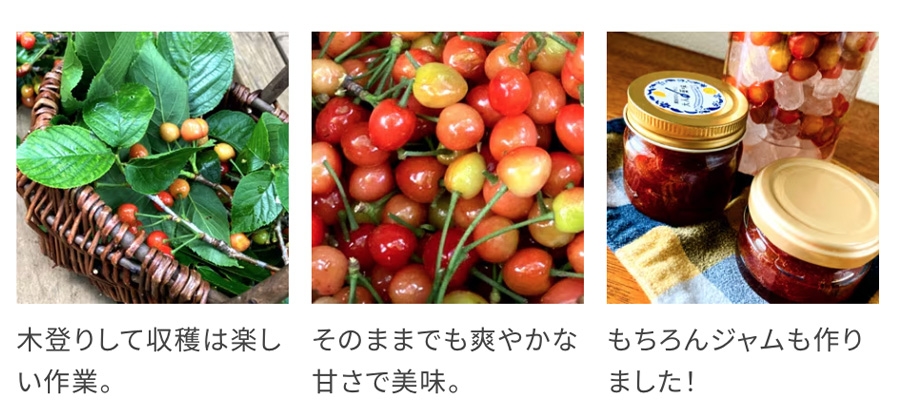 さくらんぼシロップ
